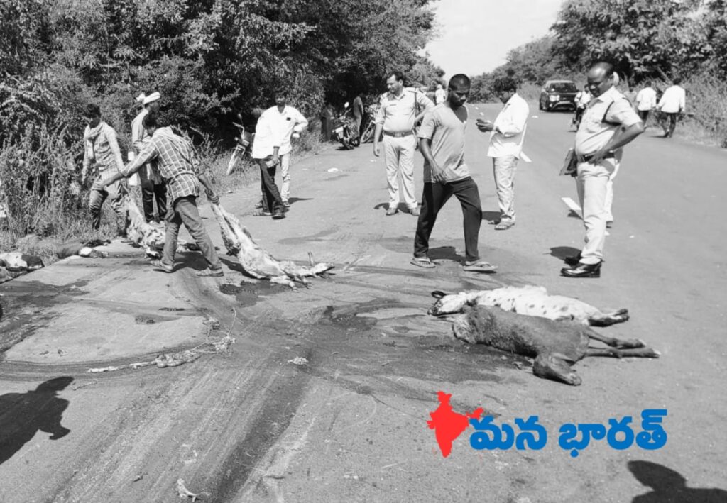 ఆర్టీసీ బస్సు ఢీ ..15 గొర్రెలు మృతి