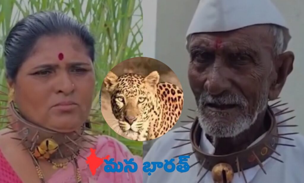 చిరుత భయం.. మెడ చుట్టూ ఇనుప కంచె! 
