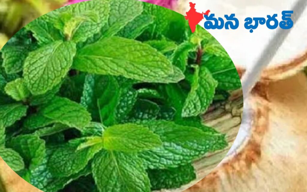 పుదీనాతో ఆరోగ్య పరిమళం..