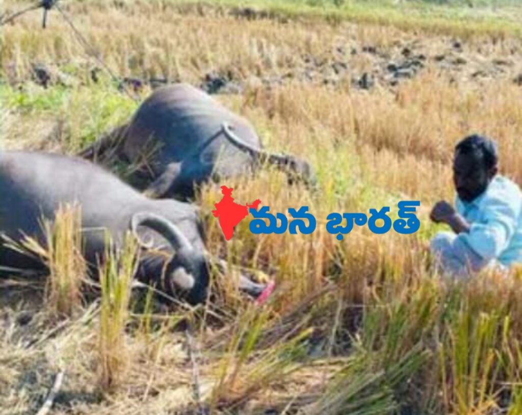 కరెంట్ షాక్ తో పాలిచ్చే గేదెలు మృతి..🐃