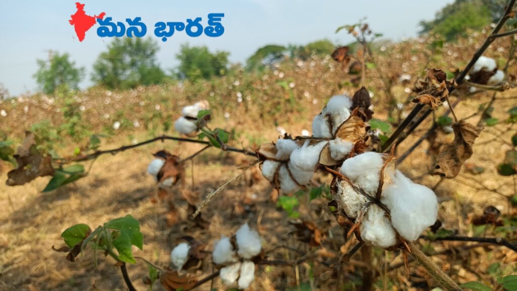 పంట కోతకు కూలీల కొరత..