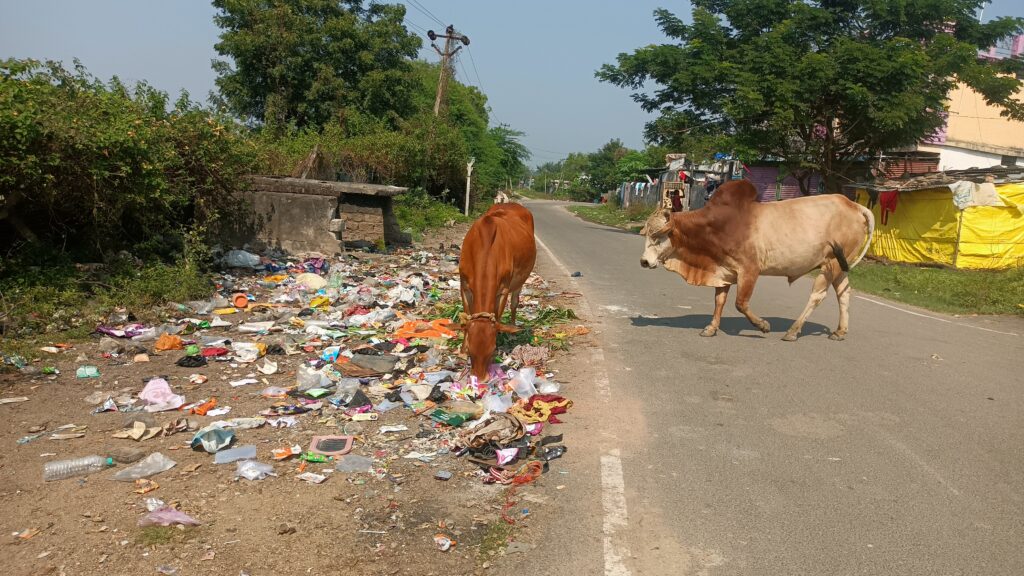 పట్టణాల్లో పచ్చగడ్డి కరువు.. ప్లాస్టికే పరమాన్నం!