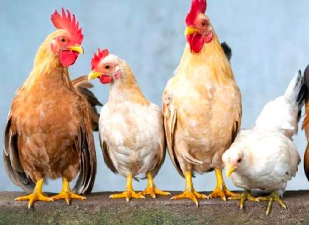 💥🐓 కొండెక్కిన కోడి..?