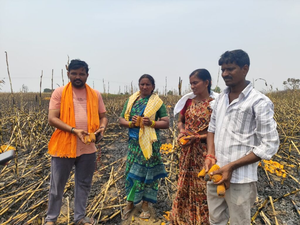షార్ట్ సర్క్యూట్…100 ఎకరాల పంట బూడిద