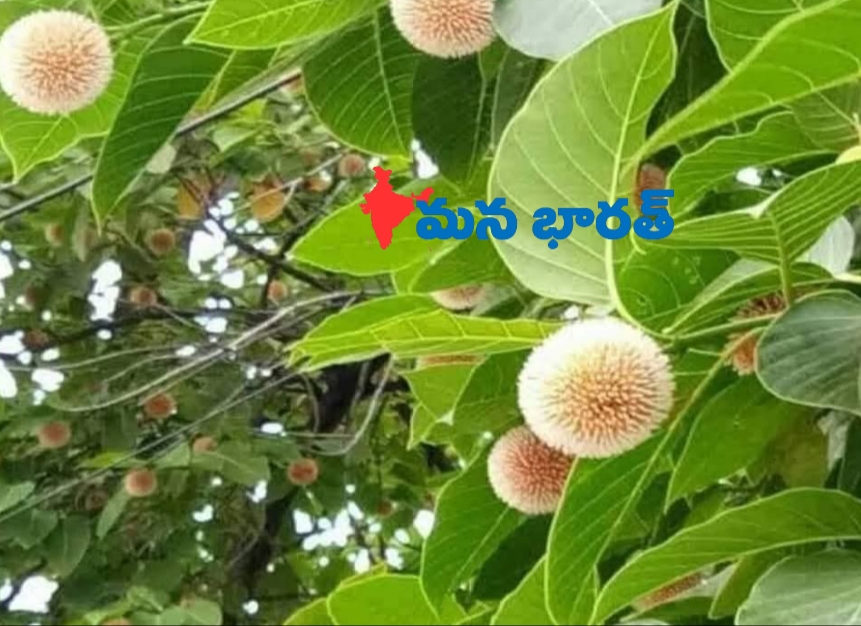 కదంబ పుష్పాల మహిమ తెలుసా.?