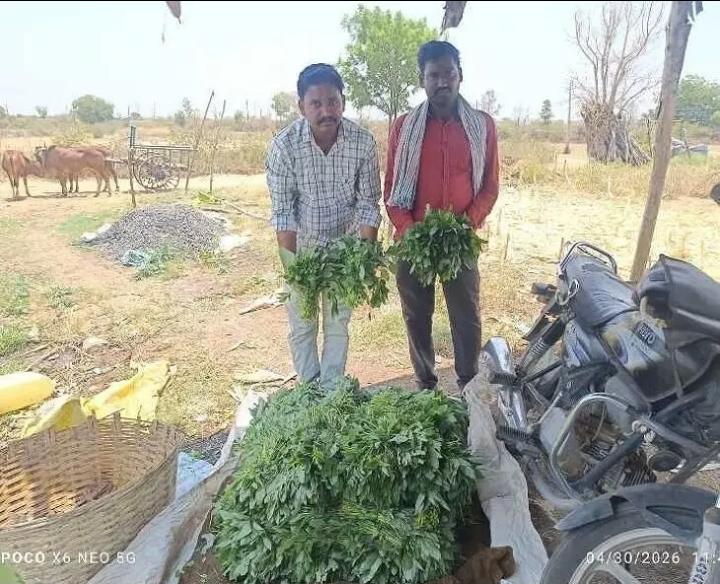 ఆకుకూరల సాగుతో లాభాల బాట.!