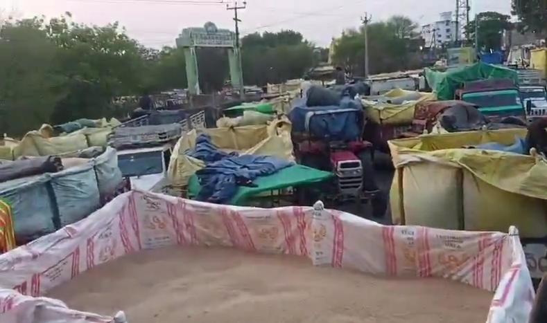 జొన్న రైతుల్లో పెరుగుతున్న ఆందోళన..