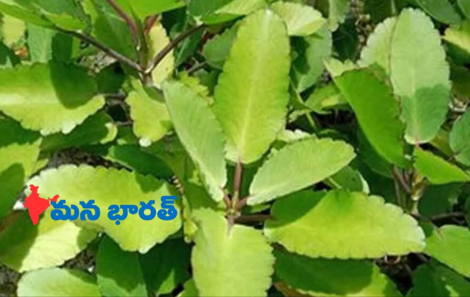 150 రోగాలు మాయం చేసే మొక్క తెలుసా.?