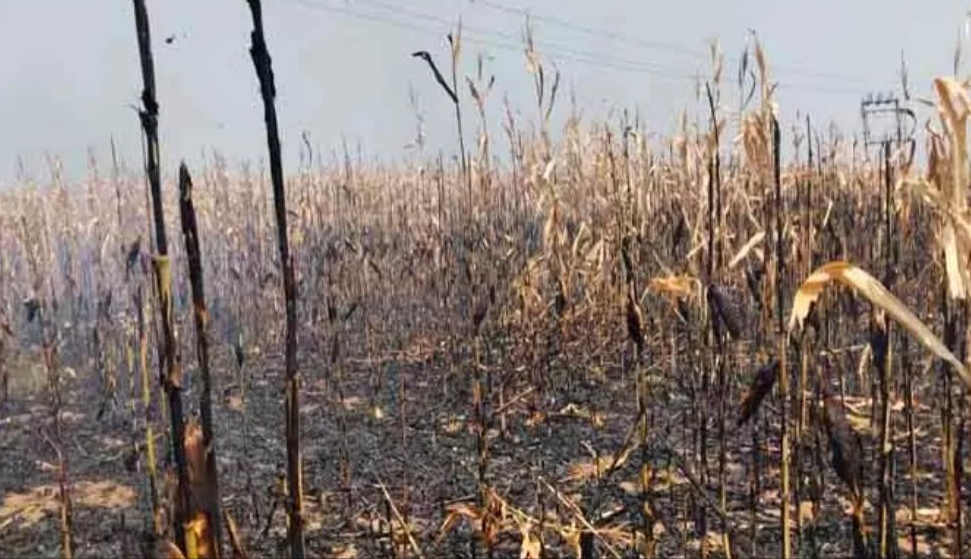 నిప్పు రవ్వలతో మొక్కజొన్న పంట దగ్ధం