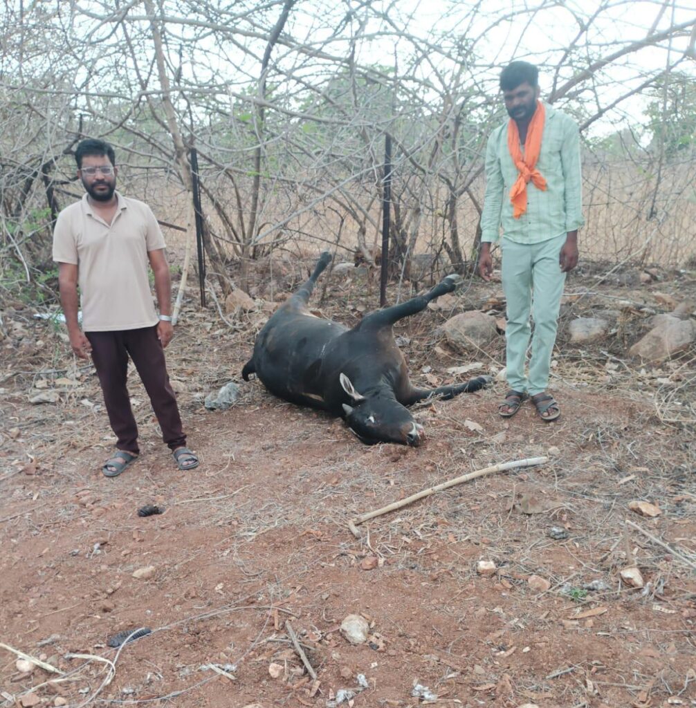 విద్యుత్ షాక్‌తో ఎద్దు మృతి..