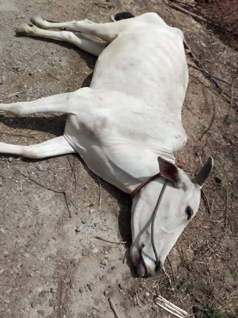 పొలం పనుల్లో తోడుగా ఉన్న ఎద్దు మృతి..