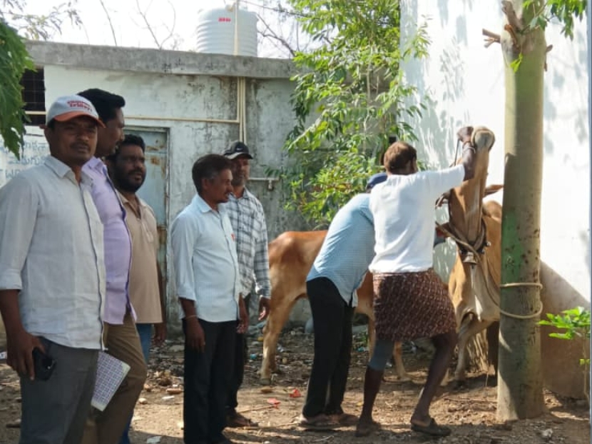 పశువులకు వ్యాధి నిరోధక టీకాలు..