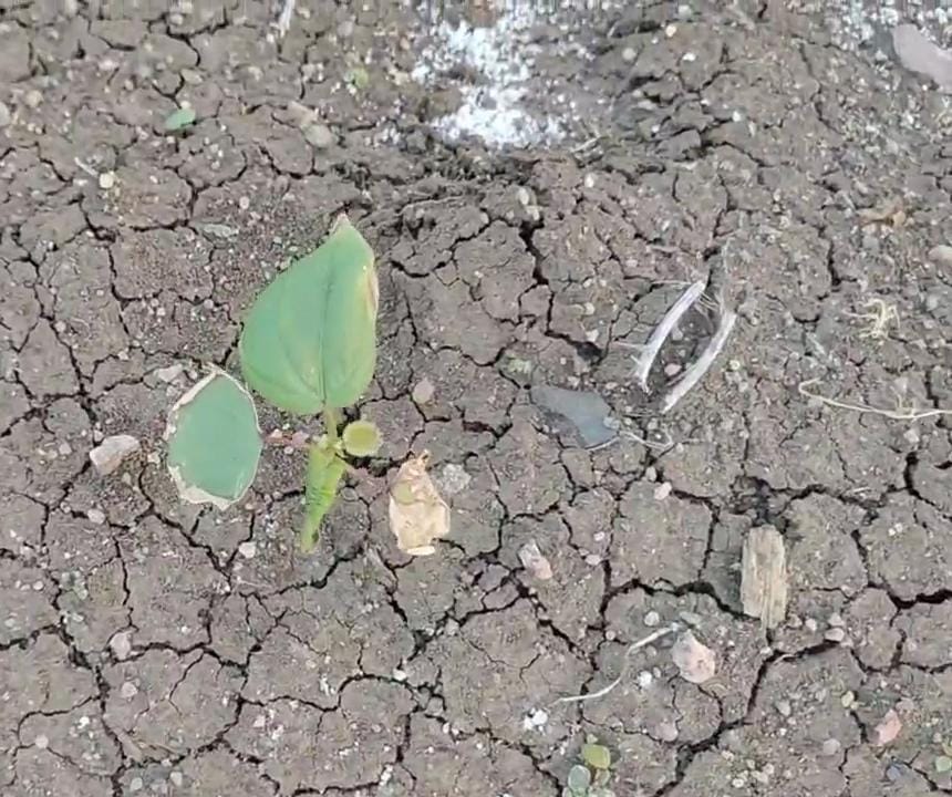 వర్షాభావంతో రైతన్నకు కష్టకాలం..