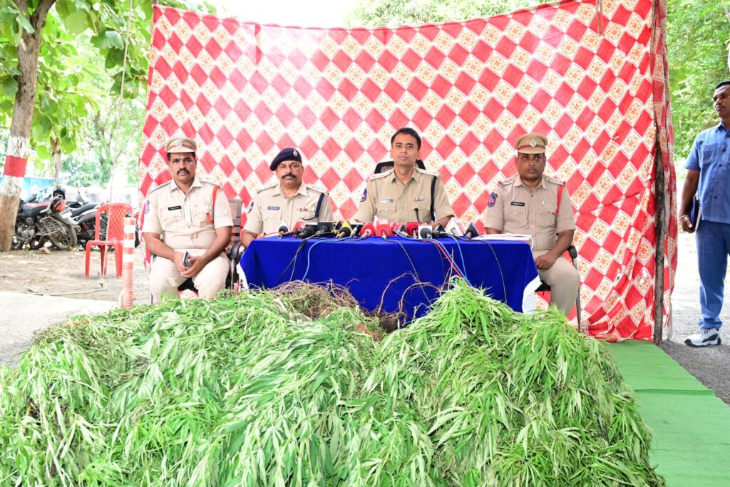 పొలాల్లో గంజాయి సాగుపై పోలీసుల ఉక్కుపాదం..