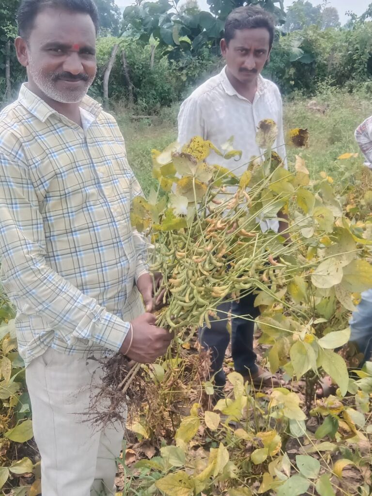 సోయాబీన్ కాయల్లోనే మొలకలు.. రైతుల్లో ఆందోళన