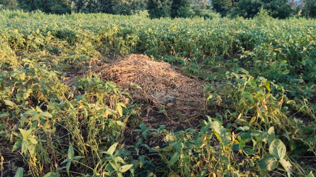 అడవిపందుల బీభత్సం.. సోయా పంట ధ్వంసం