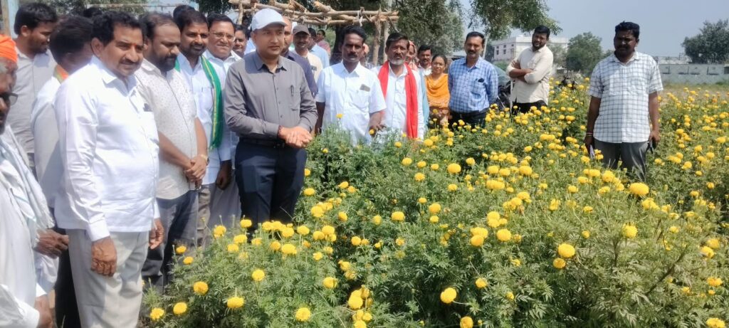 ఎల్‌నినో ప్రభావంతో ప్రత్యామ్నాయ పంటలు మేలు