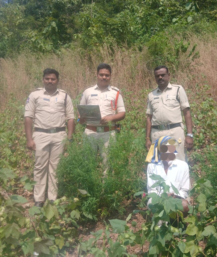 పత్తి పొలంలో అంతర పంటగా గంజాయి సాగు