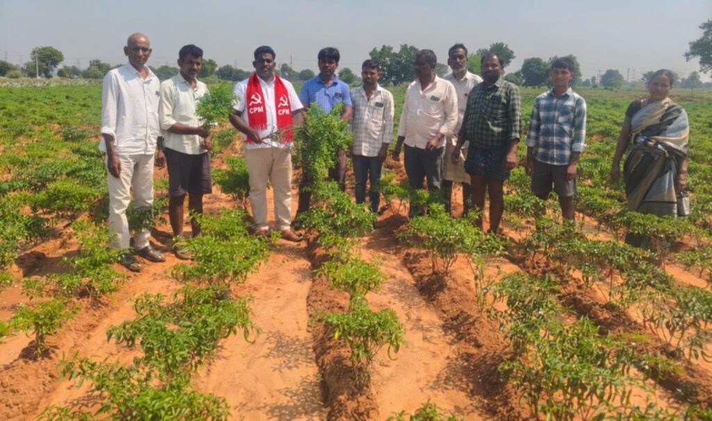 కల్తీ మిర్చి విత్తనాలతో రైతులకు తీవ్ర నష్టం.!